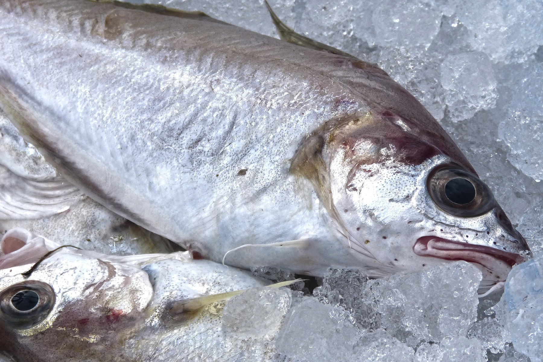 Pescheria Marenostrum Brescia Pesce allevato fresco