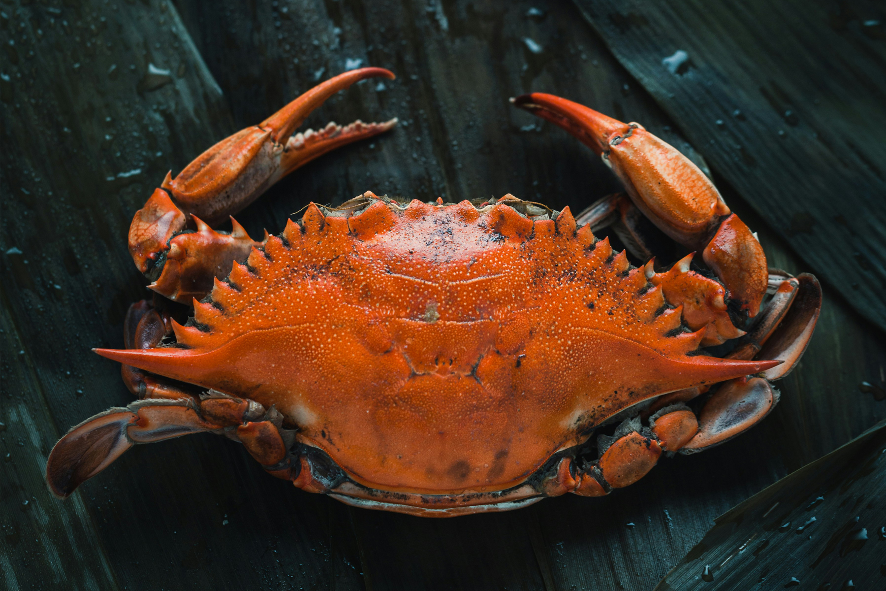 Pescheria Marenostrum Brescia Crostacei