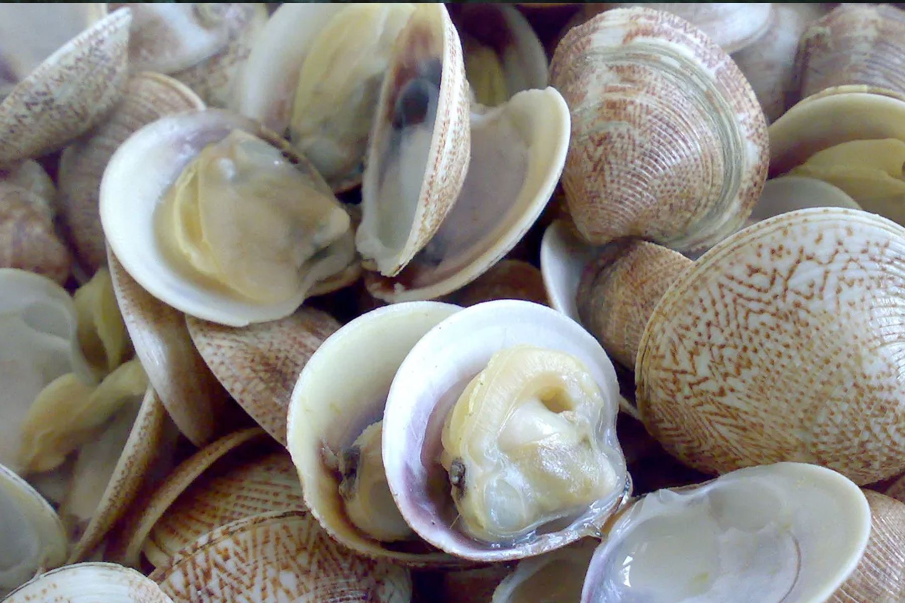 Pescheria Marenostrum Brescia Molluschi Bivalvi