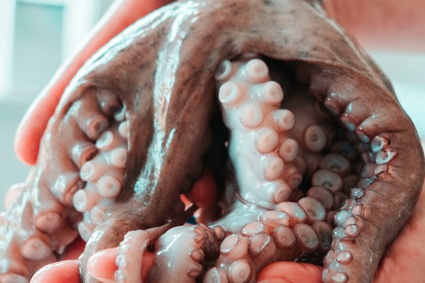 Pescheria Marenostrum Brescia Molluschi Cefalopodi