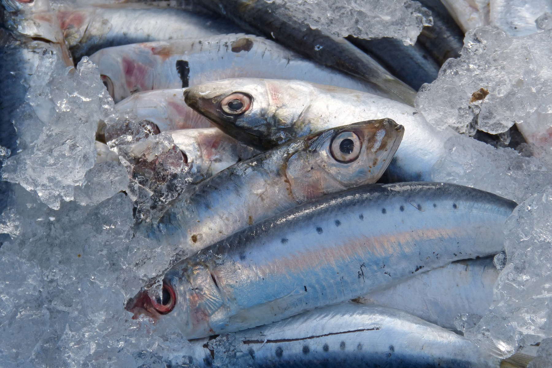 Pescheria Marenostrum Brescia Pesce azzurro