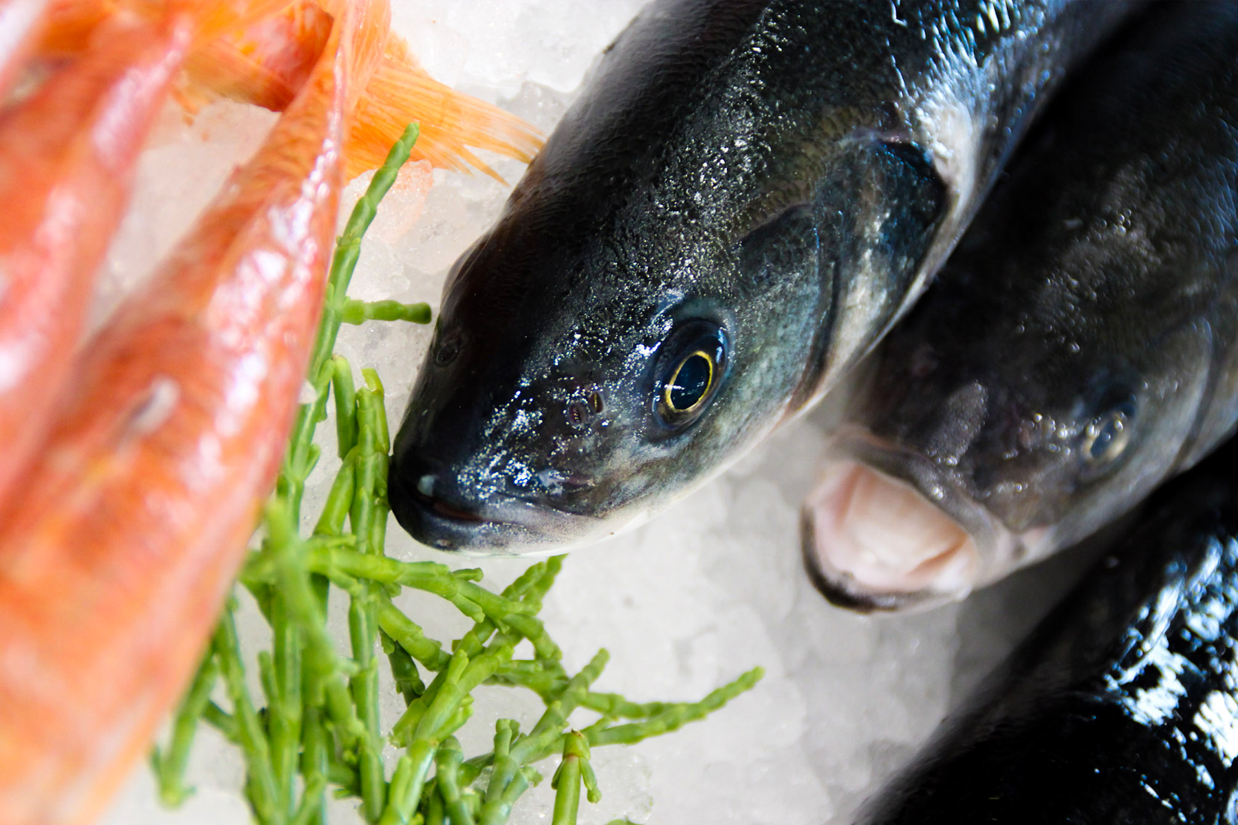 Pescheria Marenostrum Brescia Pesce fresco