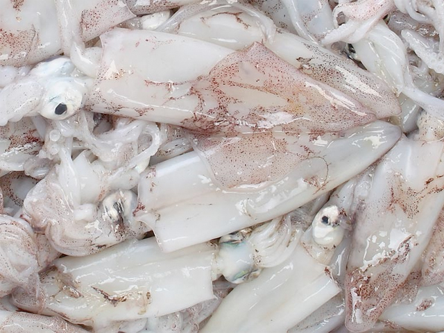 marenostrum pescheria vendita pesce fresco brescia calamari mediterraneo
