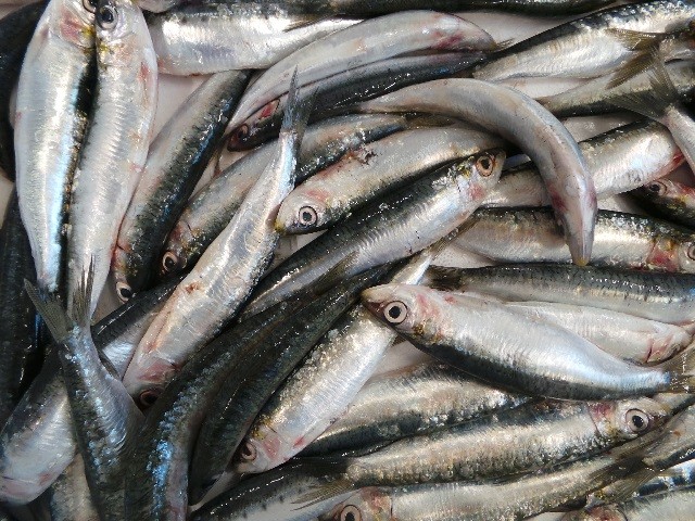 marenostrum pescheria vendita pesce fresco brescia sardine