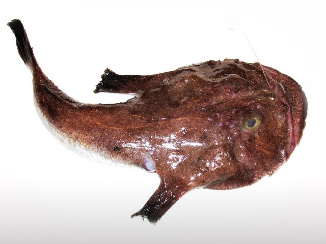 marenostrum pescheria vendita pesce fresco brescia rana pescatrice