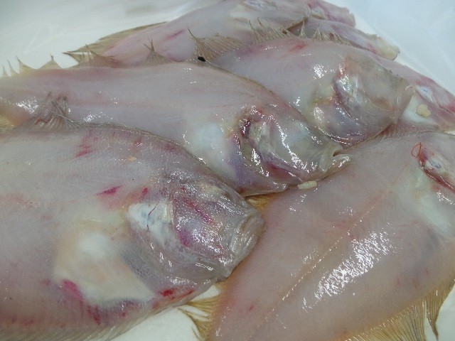 pescheria marenostrum pesce fresco brescia gussago zanchetta
